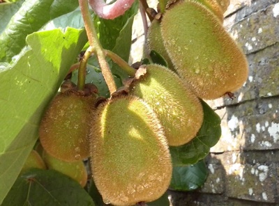 Moestuin Amelisweerd